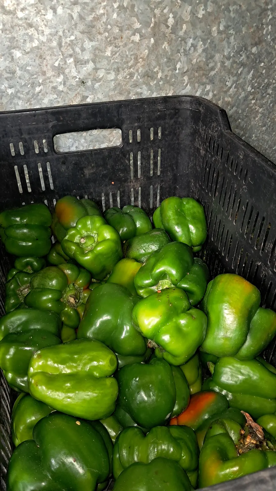 Pimientos frescos seleccionados